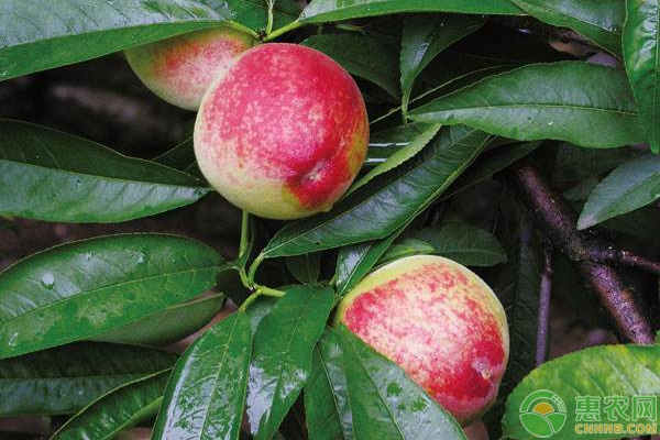 桃樹種植要點(diǎn)有哪些？桃樹無公害栽培管理技術(shù)