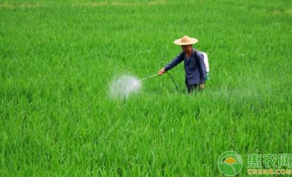 中藥材種植農(nóng)藥的使用規(guī)范及原則