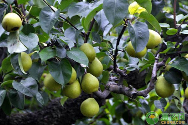 甘肅張掖梨樹(shù)病蟲(chóng)害無(wú)公害防治技術(shù)