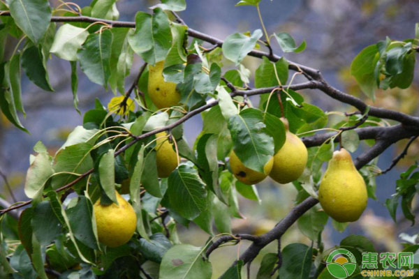 甘肅張掖梨樹(shù)病蟲(chóng)害無(wú)公害防治技術(shù)