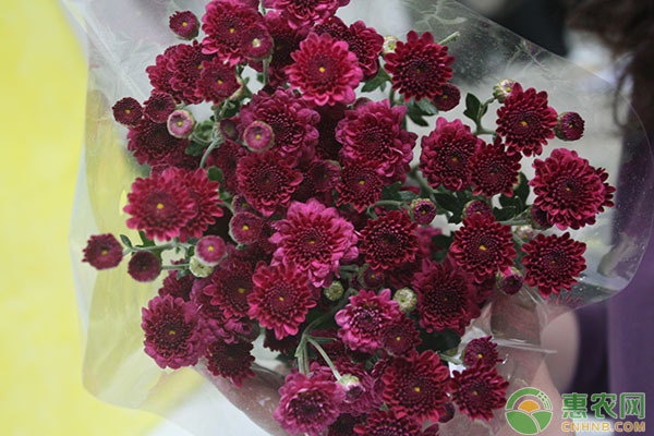 多頭菊怎么栽培？多頭菊的栽培培養(yǎng)方法介紹