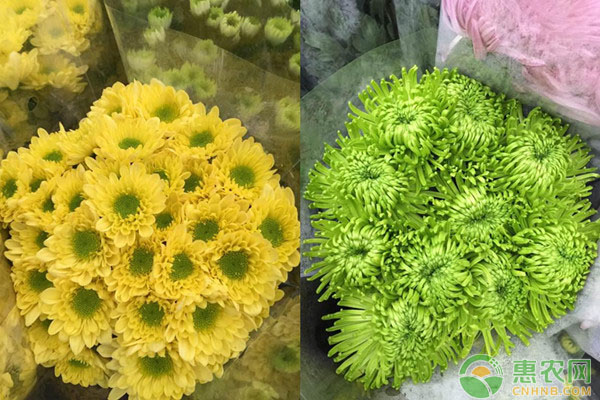 多頭菊怎么栽培？多頭菊的栽培培養(yǎng)方法介紹