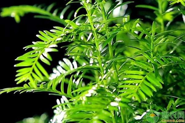 紅豆杉的種植方法