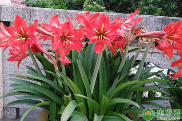 朱頂紅養(yǎng)護