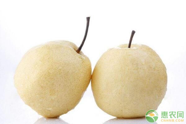 陜西蒲城鐵頭梨偏重發(fā)生的原因及對(duì)策