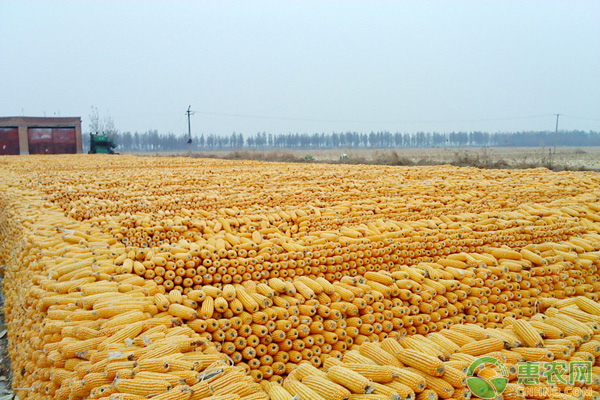 玉米種子品種多，什么樣的玉米品種產(chǎn)量更加高產(chǎn)呢？