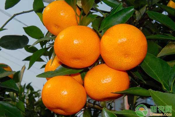 柑橘膨大期管理