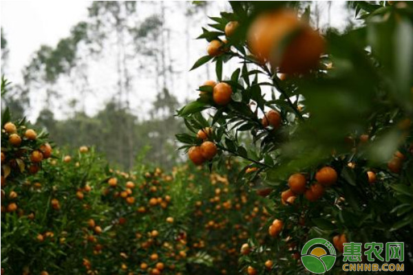 柑橘安全優(yōu)質(zhì)高效生產(chǎn)實(shí)用技術(shù)