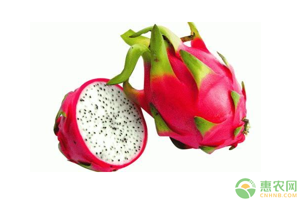 濰坊市火龍果扦插育苗技術(shù)研究