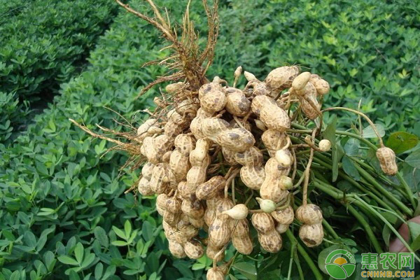 花生矮壯素和磷酸二氫鉀一起噴施的好處