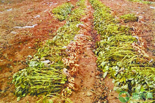 花生矮壯素和磷酸二氫鉀一起噴施的好處