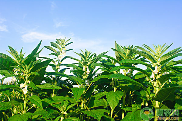 芝麻应该怎么种？芝麻种植高产的三个妙招
