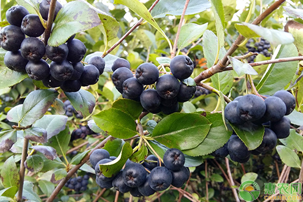 黑果腺肋花楸怎么栽培？
