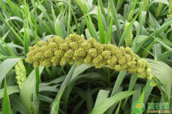 芝麻应该怎么种？芝麻种植高产的三个妙招
