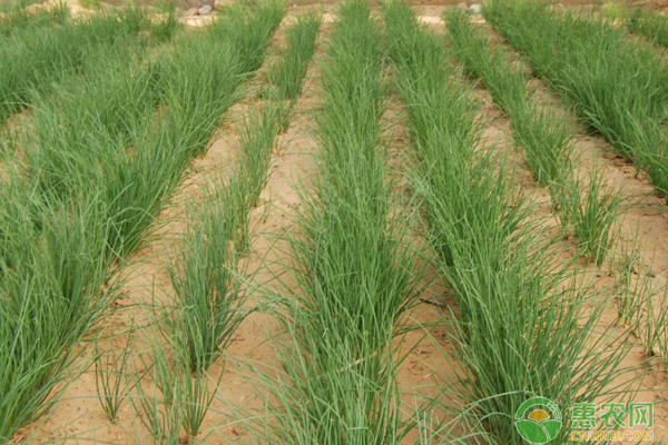 沙蔥種植環(huán)境