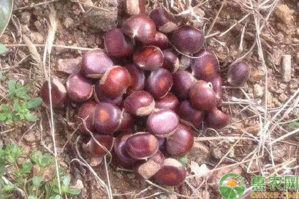 板栗樹壓冠控高修剪技術(shù)