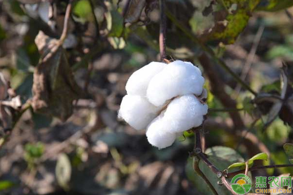 棉花怎么種可以高產(chǎn)？淺談棉花種植八月關(guān)鍵管理要點