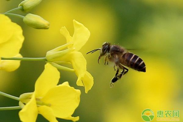 蜜蜂飛行隱藏秘密