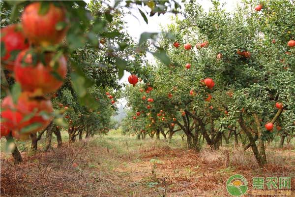 石榴種植怎么套袋？石榴套袋栽培的關(guān)鍵技術(shù)