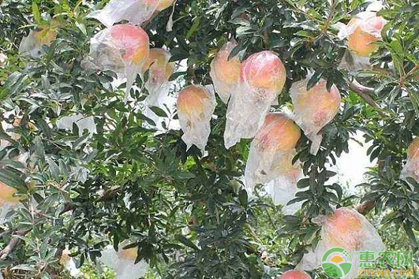 石榴種植怎么套袋？石榴套袋栽培的關(guān)鍵技術(shù)