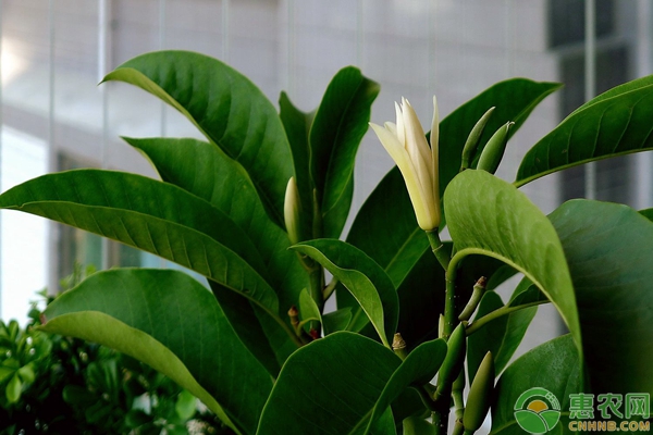 陽臺(tái)養(yǎng)花