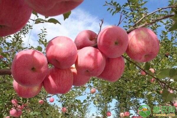 甘肅莊浪蘋果紅蜘蛛發(fā)生原因與防治措施