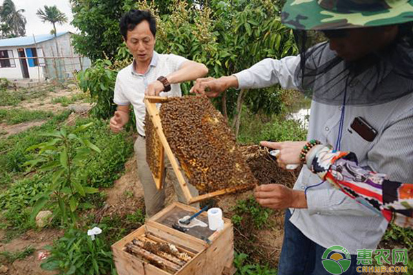 蜜蜂养殖被蛰预防