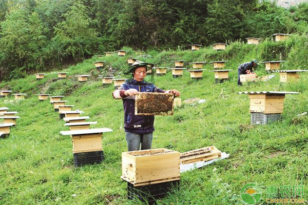 蜜蜂养殖避免被蛰