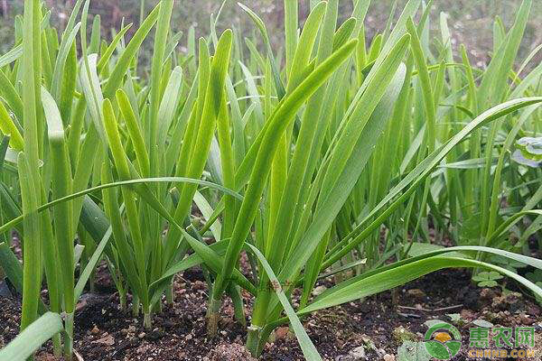 農(nóng)村種植什么蔬菜比較“省心”？這四種蔬菜值得一試