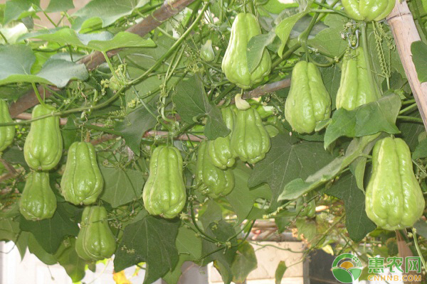 農(nóng)村種植什么蔬菜比較“省心”？這四種蔬菜值得一試