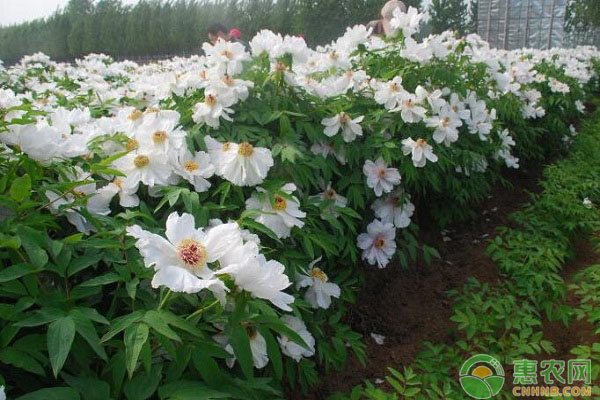 凌源市光伏板下的油用牡丹栽培技術(shù)