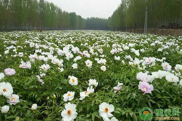 凌源市光伏板下的油用牡丹栽培技術(shù)