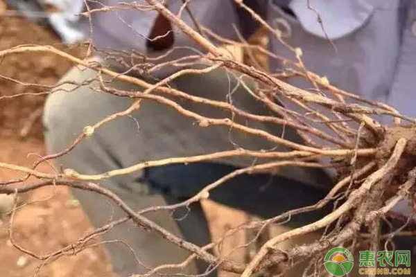 柑橘根線蟲癥狀