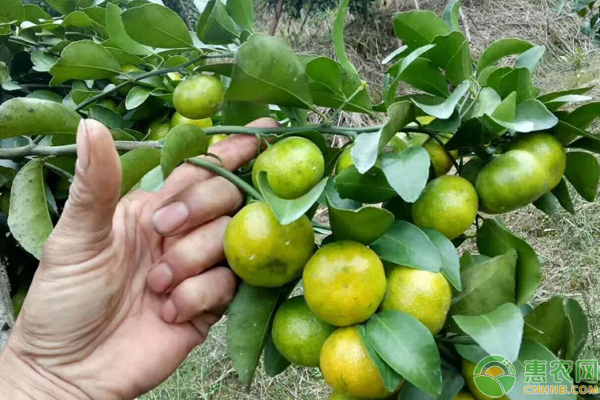 淺談賀州市砂糖橘高產(chǎn)栽培管理技巧