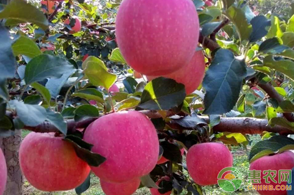 施果樹栽培技術(shù)在林果業(yè)種植上的應(yīng)用