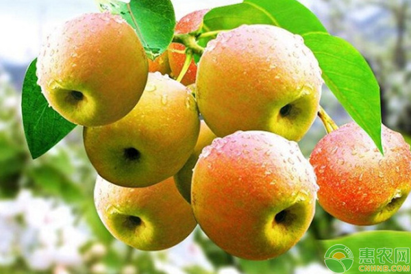 淺談云南楚雄紅梨產(chǎn)業(yè)化開發(fā)存在的問題及對策