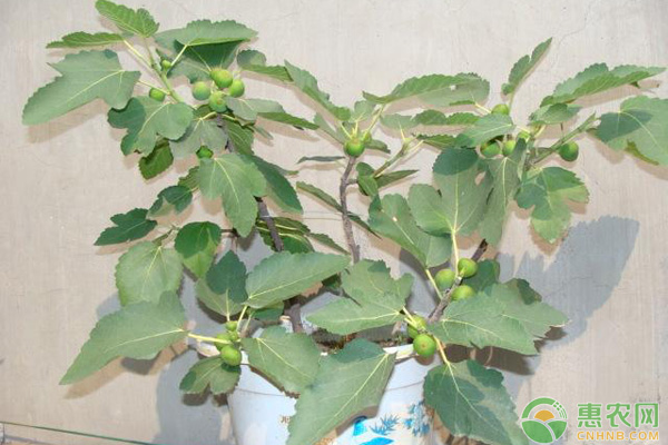 無花果盆栽要點