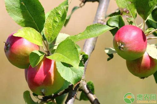 十年種植經(jīng)驗老果農(nóng)總結(jié)的蘋果種植7步法