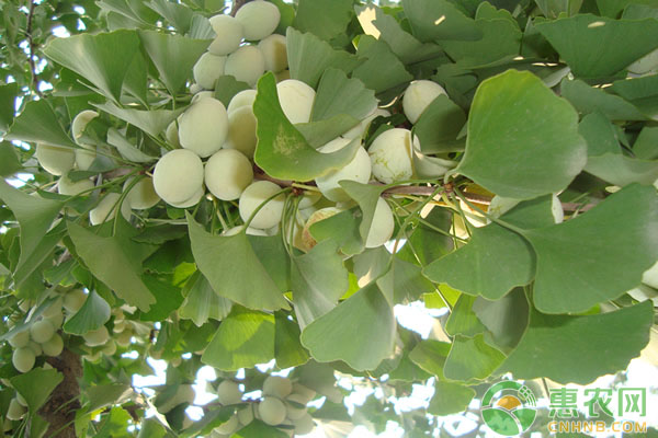 銀杏高效栽培技術(shù)與日常養(yǎng)護(hù)管理