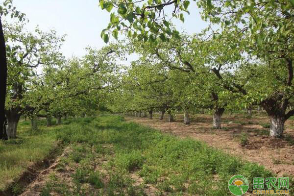 河北辛集梨樹化肥農(nóng)藥控量減害增效技術(shù)
