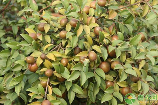 油茶芽苗砧嫁接茶花繁育技術(shù)