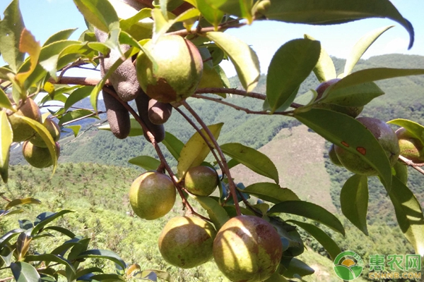 油茶芽苗砧嫁接茶花繁育技術(shù)