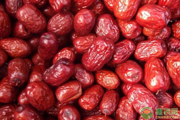 紅大1號棗品種特點及其高產(chǎn)栽培技術(shù)