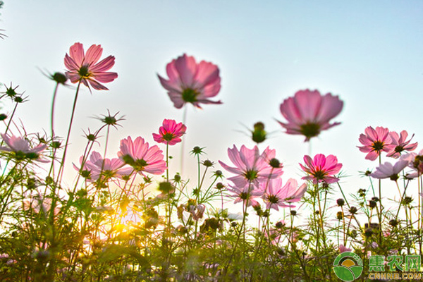 花型優(yōu)美的波斯菊栽培養(yǎng)護(hù)技巧