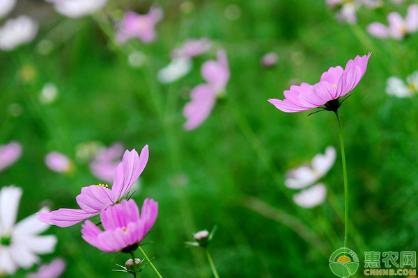 波斯菊怎么栽培？