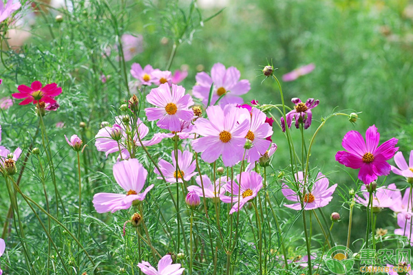 波斯菊怎么栽培？花型優(yōu)美的波斯菊栽培養(yǎng)護(hù)技巧