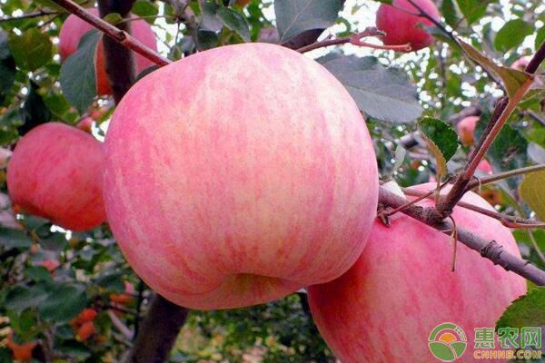 遼寧凌源紅富士蘋果改造栽培技術(shù)