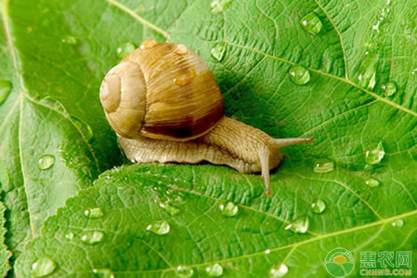 蜗牛防治方法