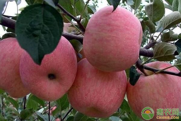 遼寧凌源紅富士蘋果改造栽培技術(shù)