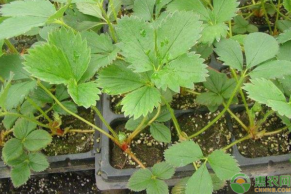 如何促進草莓花芽分化？淺談促進草莓花芽分化的栽培技巧
